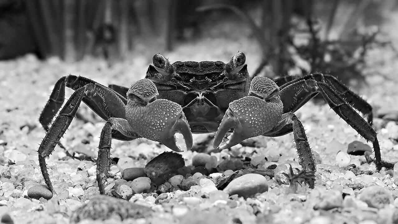 Maison Trogler adopte aussi des animaux : les Crabvengers