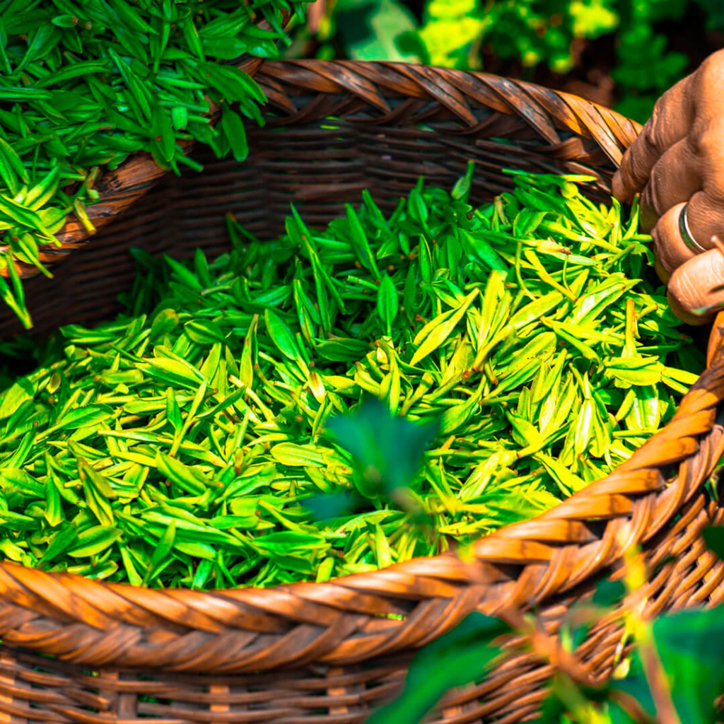 Le thé vert, une alternative au cuir | Blog MT