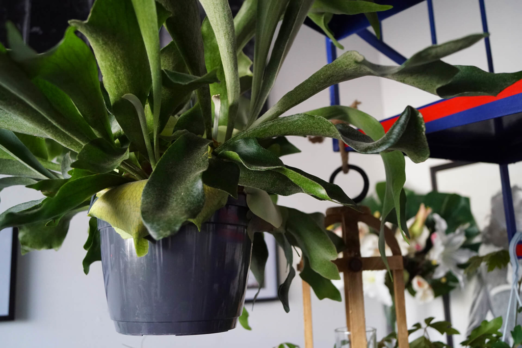 Nos plantes d'intérieur façon Urban Jungle - Maison Trogler